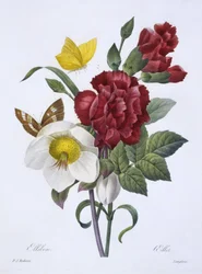 Hellébore et œillet, de 